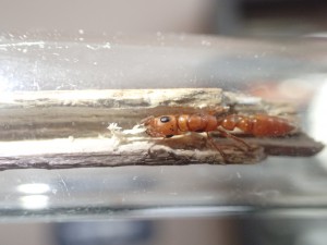 T.  schulthessi, **Fin** [Blog] Tetraponera schulthessi (Santschi, 1915)
