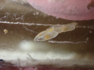 Jeunes larves, **Fin** [Blog] Tetraponera schulthessi (Santschi, 1915)