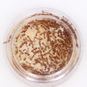 Grosse colonie de Temnothorax unifasciatus dans son nid maison, Mes colonies et expérimentations