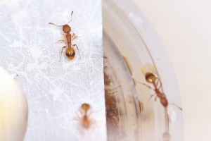 Temnothorax unifasciatus de sortie, Mes colonies et expérimentations