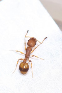 Ouvrière Temnothorax unifasciatus, Mes colonies et expérimentations