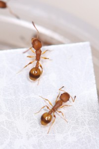 2 ouvrières Temnothorax unifasciatus, Mes colonies et expérimentations