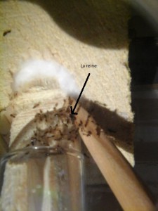 Une partie de la colonie avec du couvain et la reine, [Blog] Crematogaster biroi