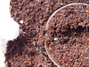 vue d'ensemble le 4 avril, [Blog] Pachycondyla (ectomomyrmex) astuta