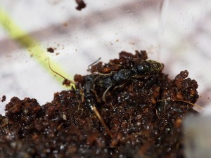 ouvrière +reine, [Blog] Pachycondyla (ectomomyrmex) astuta