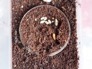 vue d'ensemble, [Blog] Pachycondyla (ectomomyrmex) astuta