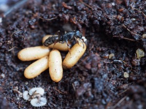 cocons, [Blog] Pachycondyla (ectomomyrmex) astuta