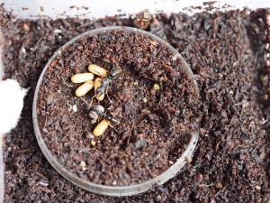 vue d'ensemble, [Blog] Pachycondyla (ectomomyrmex) astuta