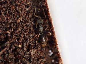 ouvrière, [Blog] Pachycondyla (ectomomyrmex) astuta