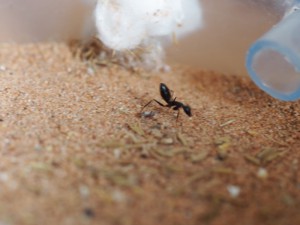 course 2, [Blog] Camponotus ionius (Grèce)