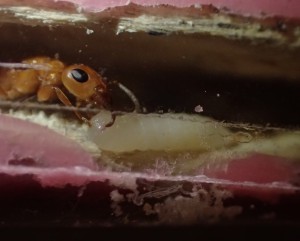 Larves, **Fin** [Blog] Tetraponera schulthessi (Santschi, 1915)