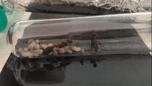 Sous l'aluminium, **Fin**[Blog] Les Tetraponera rufonigra de Deucalion