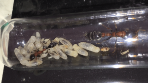 Le couvain, **Fin**[Blog] Les Tetraponera rufonigra de Deucalion