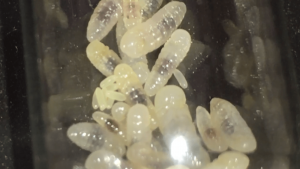 Sept œufs !, **Fin**[Blog] Les Tetraponera rufonigra de Deucalion