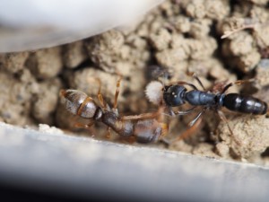 2 ouvrières, [Blog] Pachycondyla (ectomomyrmex) astuta