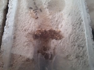 Le mur, [Blog] Lasius niger d'Orphé