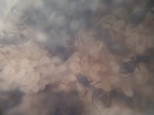 Le couvain, [Blog] Lasius niger d'Orphé