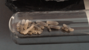 Sans flash, **Fin**[Blog] Les Tetraponera rufonigra de Deucalion