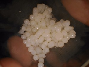 Merci, [Tutoriel] Sphères de liquide sucré/pseudo miellat