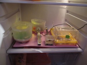 Intérieur du frigo, Diapause. Ma petite Entreprise