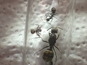 Reine, ouvrières et grappe d'oeufs, [Blog] Camponotus dolendus et Camponotus Pseudoirritans