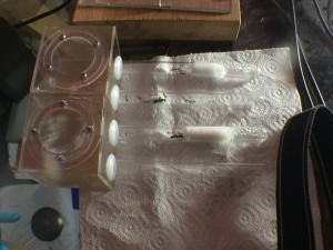 Installation des deux fondations en adc porte-tubes, [Blog] Camponotus dolendus et Camponotus Pseudoirritans