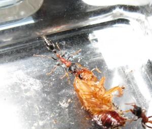 Ouvrière Tetraponera rufonigra attaquant une Blatta lateralis, [Blog] Tetraponera rufonigra