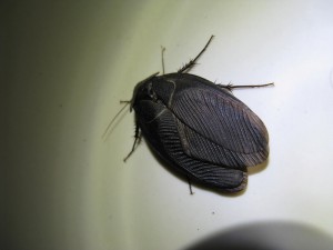 Polyphaga aegyptiaca ♂, [Blog] Tetraponera rufonigra