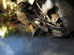 Blattellidae sp. (Asie du sud), [Blog] Tetraponera rufonigra