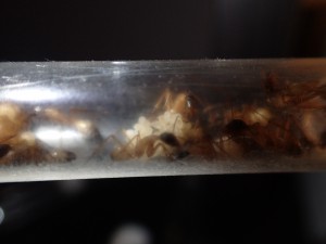 C. thoracicus, [Blog] Camponotus (Tanaemyrmex) thoracicus (Fabricius, 1804)