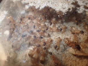 C. thoracicus, [Blog] Camponotus (Tanaemyrmex) thoracicus (Fabricius, 1804)