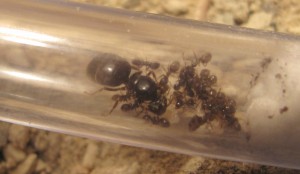 Fondation Lasius niger, Mes tous débuts : quelques questions