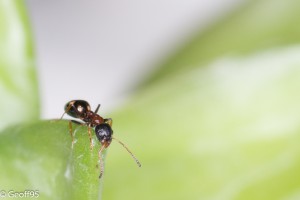 Dolichoderus quadripunctatus sur succulente 2, Mes colonies et expérimentations