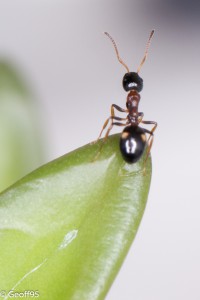 Dolichoderus quadripunctatus sur succulente 5, Mes colonies et expérimentations