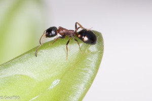 Dolichoderus quadripunctatus sur succulente 3, Mes colonies et expérimentations