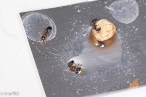 Trio de Dolichoderus quadripunctatus, Mes colonies et expérimentations