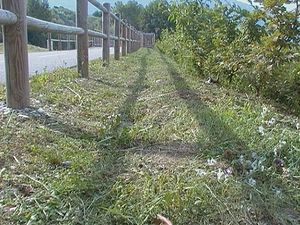 Essaimage Lasius et piste cyclable, CAM_0049.JPG