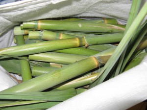 Tronçons de roseaux isérois, [Blog] Tetraponera rufonigra