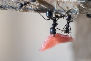 Messor barbarus 3, Les colonies de Couloucha