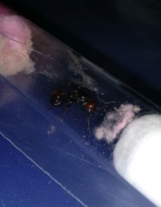La gyne, [Blog] Début d'une colonie de Messor barbarus