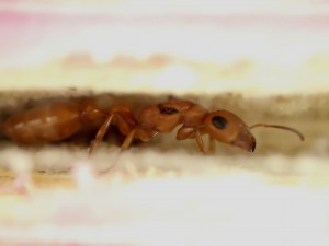 Tetraponera schulthessi, **Fin** [Blog] Tetraponera schulthessi (Santschi, 1915)