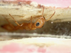 Tetraponera schulthessi, **Fin** [Blog] Tetraponera schulthessi (Santschi, 1915)