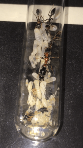 Tetraponera rufonigra 12/12/16, **Fin**[Blog] Les Tetraponera rufonigra de Deucalion