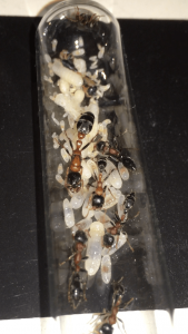 Tetraponera rufonigra 18/12/16, **Fin**[Blog] Les Tetraponera rufonigra de Deucalion