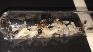 Tetraponera rufonigra 18/12/16, **Fin**[Blog] Les Tetraponera rufonigra de Deucalion