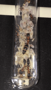 Tetraponera rufonigra 30/12/16, **Fin**[Blog] Les Tetraponera rufonigra de Deucalion