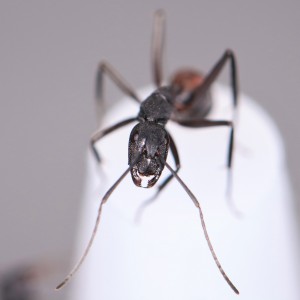 Un petit côté arachnéen non ?, Mes colonies et expérimentations