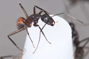 Camponotus cruentatus sur un bouchon blanc, Mes colonies et expérimentations