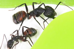 Un major Camponotus cruentatus de taille moyenne, Mes colonies et expérimentations