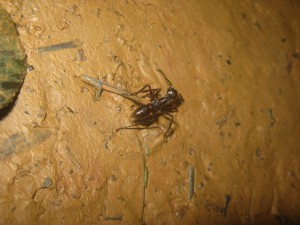 Fourmi guyanaise non identifiée, En Guyane, j'étais allé